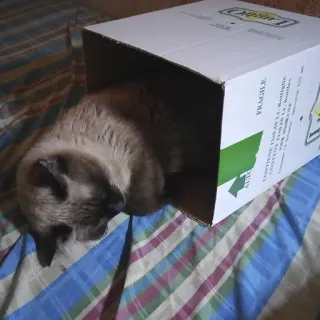 CatDog telegram stickers