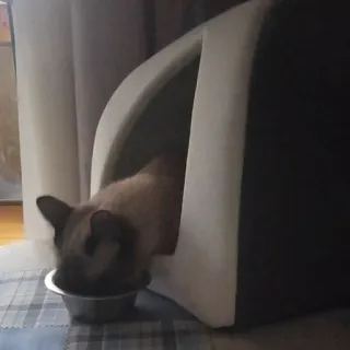 🍴 8d26f051 kat, huisdier, dier, eten, huisdier, huis, thuis telegram sticker