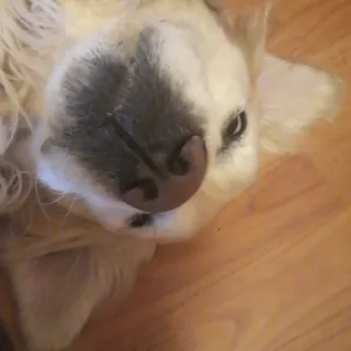 🐶 8f76eb74 hond, golden retriever, huisdier, dier, schattig, huisdier telegram sticker