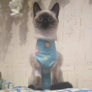 🙀 98a65a49 kat, siamees, dier, huisdier, schattig, huiskat telegram sticker