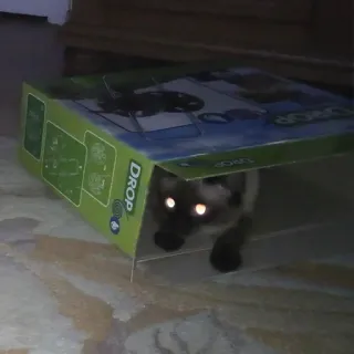 👻 9f446228 DROP kat, doos, dier, huisdier, huisdier, verstoppen, karton, kitten telegram sticker