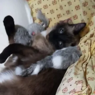 🤤 ae748828 kat, huisdier, dier, Siamese kat, speelgoed telegram sticker