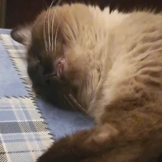 😜 b4404355 kat, slapen, dier, huis kat, huisdier, katachtig telegram sticker