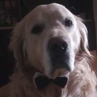 🤓 bbb5a937 hond, golden retriever, vlinderdas, huisdier, dier, schattig telegram sticker