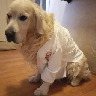 🥋 c5601386 hond, vechtsport, gi, golden retriever, dier, huisdier, judo telegram sticker