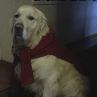 🧣 cba576a9 hond, golden retriever, dier, huisdier, sjaal, portret telegram sticker