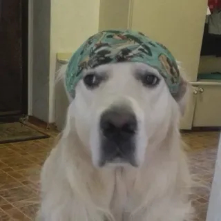 CatDog telegram stickers