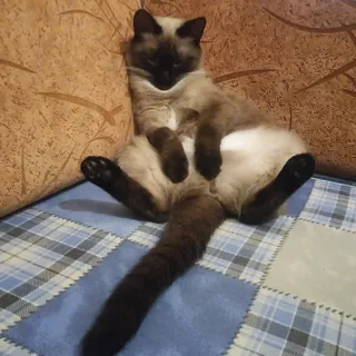 😒 df1a52fb kat, siamees, dier, huisdier, huisdier, zittend, grappig telegram sticker