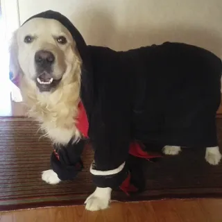 🧥 e7de3323 hond, huisdier, dier, golden retriever, hoodie, schattig, huisdier telegram sticker