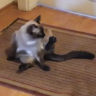 🙈 ef5975fe kat, Siamese kat, dier, huisdier, zoogdier, huisdier telegram sticker