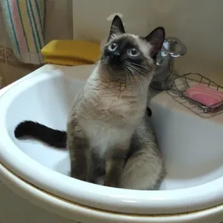 🌊 f0498e97 kat, siamees, gootsteen, dier, huisdier, huisdier telegram sticker