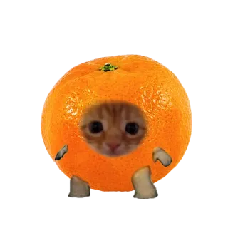 ❤️ 96b275e5 кот, оранжевый, котенок, милый, животное telegram sticker