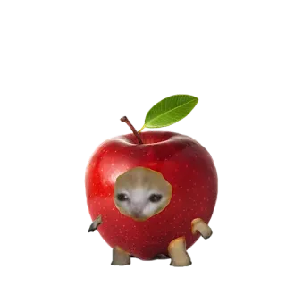 ❤️ b6677288 кот, яблоко, животное, фрукт, мем, смешной, милый telegram sticker