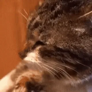 🥺 2381c9d7 gatto, animale, mammifero, animale domestico, animale domestico, felino telegram sticker