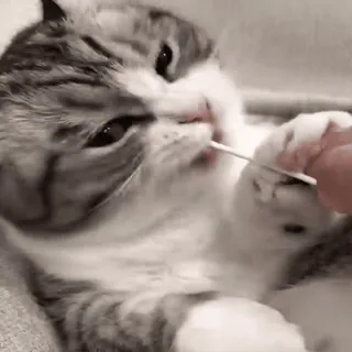 😏 2c251877 gatto, animale domestico, animale, carino, gattino, adorabile, animale da compagnia telegram sticker