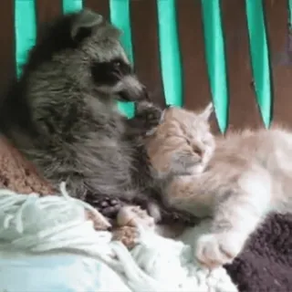 😍 32c8b20f procione, gatto, animali, amicizia, carino, animale domestico, animali domestici, fauna selvatica telegram sticker