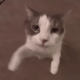 😘 7738f17c gatto, animale, animale domestico, gattino, gatto domestico, grigio, bianco telegram sticker