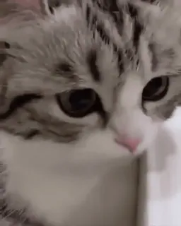 🥺 96126e31 gatto, gattino, carino, animale, animale domestico, gatto domestico, felino telegram sticker