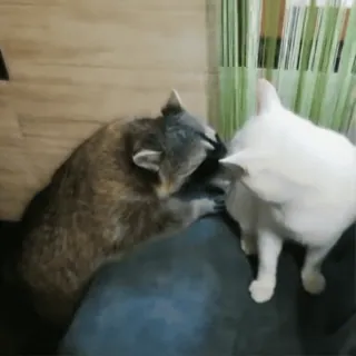 🤤 9c9c818a procione, gatto, animale, animale domestico, amicizia, carino, mammifero, domestico telegram sticker