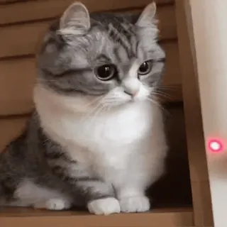 🙁 a5afd144 gatto, gattino, carino, animale domestico, animale, gatto domestico telegram sticker