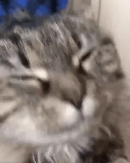 🥳 afc098a1 gatto, animale, animale domestico, animale domestico, mammifero, peloso telegram sticker