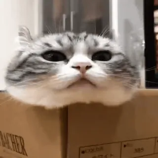 😕 b70e8d84 gatto, scatola, animale, animale domestico, carino, divertente, gattino telegram sticker