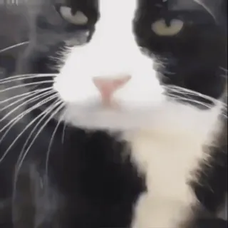 😝 c4629146 gatto, animale, animale domestico, gatto tuxedo, bianco e nero, primo piano, animale domestico telegram sticker