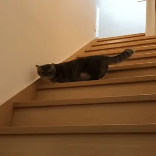 🙃 d9b282b0 gatto, scale, animale, animale domestico, animale domestico, casa, interno telegram sticker