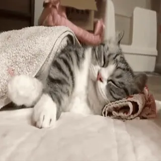 😴 ddeb49e3 gatto, dormire, animale, carino, domestico, animale domestico telegram sticker