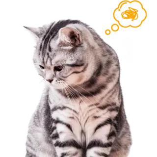 🤨 15b34ec8 Katze, niedlich, Tier, Haustier, traurig telegram sticker