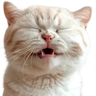 🤣 27762f59 Katze, Tier, Meme, lustig, süß, Haustier, Ausdruck, Katzenartig telegram sticker