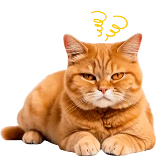 🫥 3a0a8f7e Katze, Frage, Orange, Haustier, Tier, süß, verwirrt telegram sticker