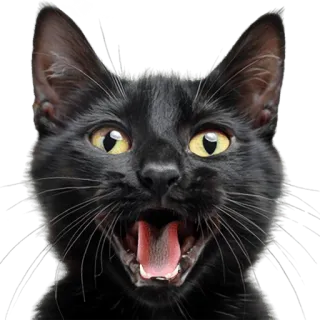 😀 47caaa01 Katze, schwarze Katze, Tier, Haustier, süß, lustig, Meme telegram sticker