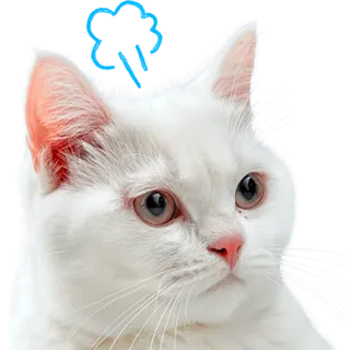 😤 4fa61fcb RAIN Katze, weiße Katze, Regen, Wolke, Aufkleber, Wetter telegram sticker
