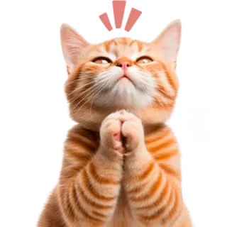 🥹 6efa1d79 ซั้น Katze, beten, süß, betteln, roter Kater telegram sticker