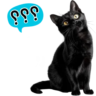 🤨 71f87467 Katze, schwarze Katze, Fragezeichen, denken, Tier, Sticker telegram sticker