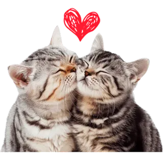 😘 9006b2fb Katzen, Kätzchen, Liebe, Herz, Tiere, Haustier, süß telegram sticker