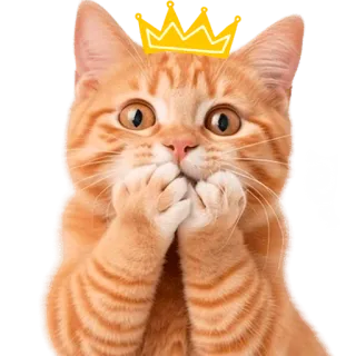 😳 991e7d3f อุ๊ย Katze, Krone, süß, orange, Tier, Kätzchen, überrascht telegram sticker