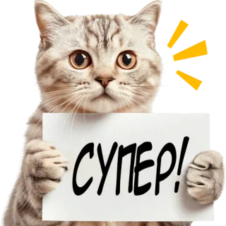 👍 adaf008e СУПЕР! Katze, süß, positiv, russisch, super telegram sticker