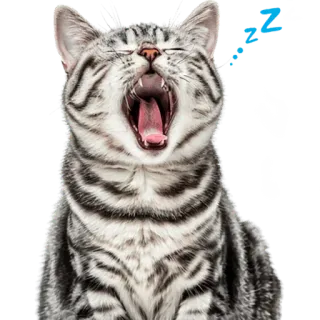 🫠 bc458d9e ぐー Katze, Gähnen, Schlaf, Tier, süß, schlafend, Haustier, schnarchen telegram sticker