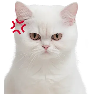 😤 dec5d015 Katze, wütend, weiße Katze, Haustier, Haustier, Katzenartig, Kätzchen telegram sticker