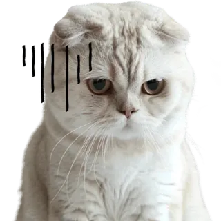 😔 ff60c7ef Katze, traurig, Tier, Aufkleber, Scottish Fold telegram sticker