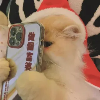 🐾 073a2e73 做個富婆 кот, шапка Санты, iPhone, богатый, богатство, китайский, текст, телефон whatsapp sticker