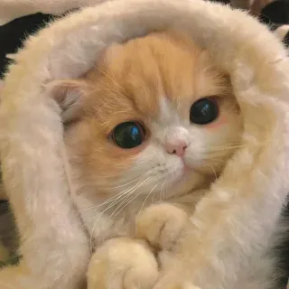 🐾 2fd98d91 кот, милый, животное, питомец, каваий, котенок whatsapp sticker