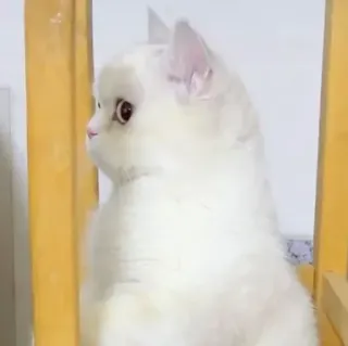 🐾 313646e1 кошка, белая кошка, домашняя кошка, питомец, животное, млекопитающее whatsapp sticker