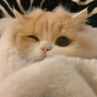 🐾 37c77318 кот, домашнее животное, животное, милый, пушистый, млекопитающее whatsapp sticker