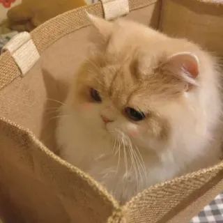 🐾 388680d1 кот, милый, домашнее животное, животное, сумка, пушистый, домашний кот whatsapp sticker