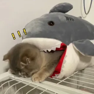 🐾 4a44c69f кот, акула, питомец, животное, смешной, милый, игривый whatsapp sticker