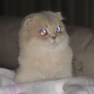 🐾 58ab45ec кот, котёнок, животное, питомец, милый, домашний, глаза, радуга whatsapp sticker