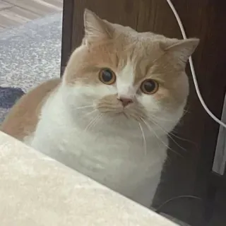 🐾 65291238 кошка, животное, питомец, домашнее животное, кошачий, милый, котенок whatsapp sticker